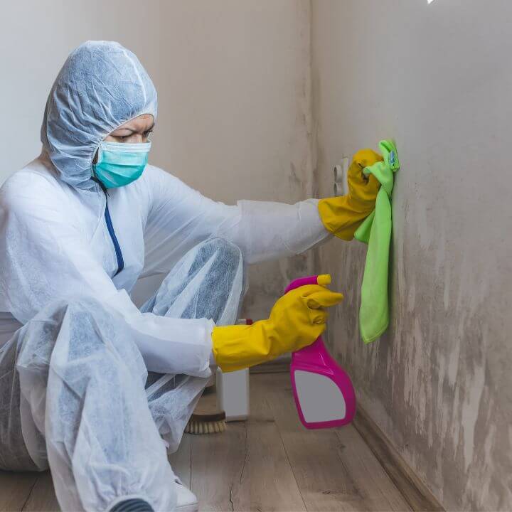 Mold Cleanup Boise