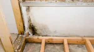 Mold Remediation