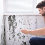 Mold Remediation Process