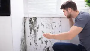 Mold Remediation Process