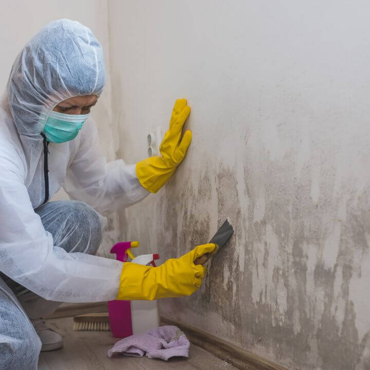 mold removal boise id